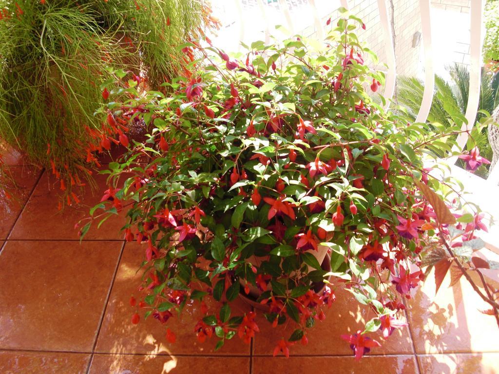 House Jelena Hotel Mlini Kültér fotó